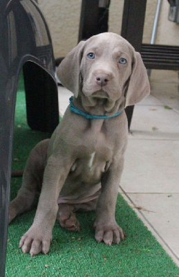 CHIOT bleu clair Volvic 