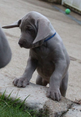 CHIOT bleu marine VENDÔME